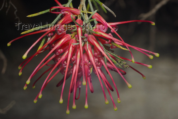 australia701: Australia - South Australia: Grevillea Pinaster - evergreen flowering plant in the protea family - photo by G.Scheer - (c) Travel-Images.com - Stock Photography agency - Image Bank