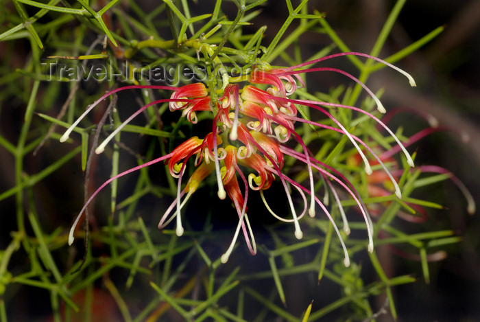 australia702: Australia - South Australia: Grevillea Dielsian - photo by G.Scheer - (c) Travel-Images.com - Stock Photography agency - Image Bank