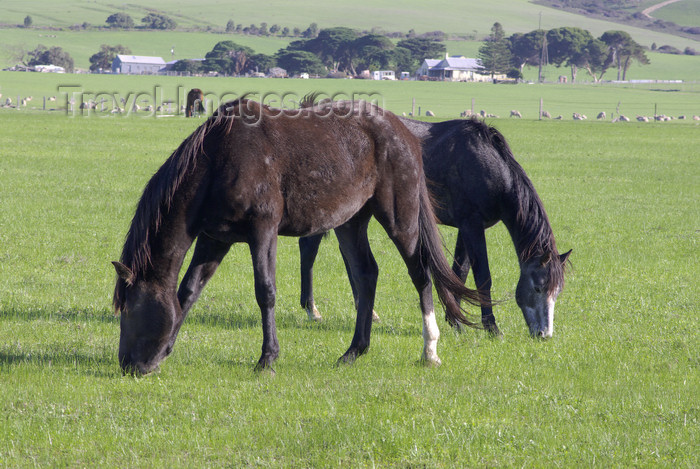 australia704: Australia - Fleurieu Peninsula, South Australia: Horses - photo by G.Scheer - (c) Travel-Images.com - Stock Photography agency - Image Bank