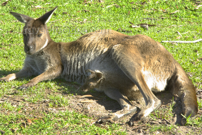 australia709: Australia - South Australia: Kangaroo with Joey - photo by G.Scheer - (c) Travel-Images.com - Stock Photography agency - Image Bank