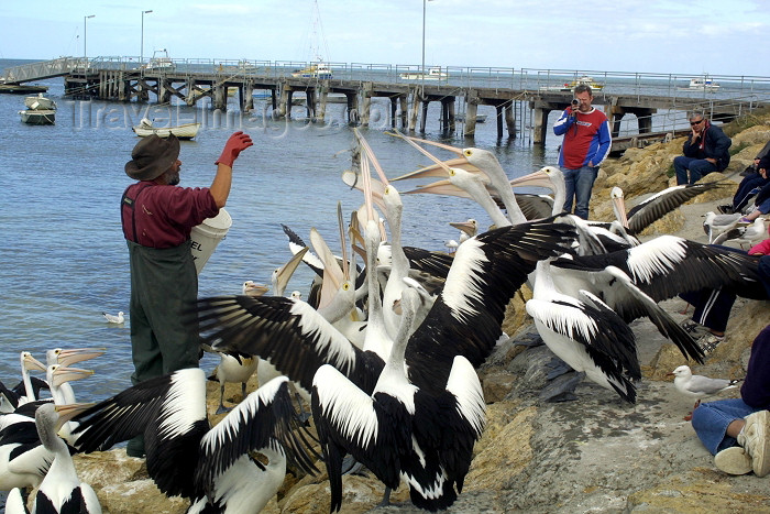 australia71: Kingscote - Kangaroo Island (SA): hand-feeding the pelicans - photo by R.Eime - (c) Travel-Images.com - Stock Photography agency - Image Bank