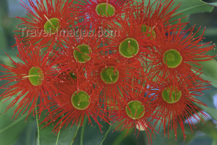 australia710: Australia - Victor Harbor,  South Australia: Red Flowering Gum - photo by G.Scheer - (c) Travel-Images.com - Stock Photography agency - Image Bank