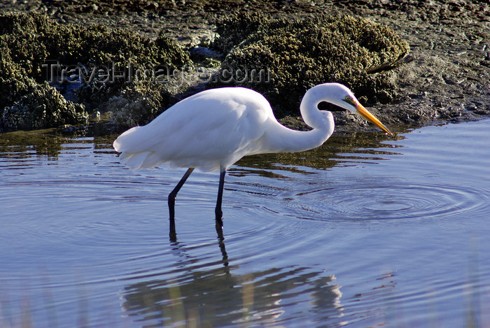 australia714: Australia - South Australia: White Egret - photo by G.Scheer - (c) Travel-Images.com - Stock Photography agency - Image Bank