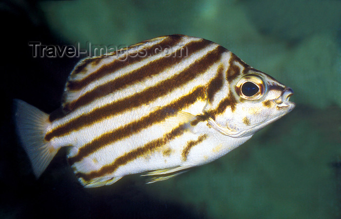 australia740: Sydney, New South Wales, Australia: striped fish - Sydney Aquarium - photo by G.Scheer - (c) Travel-Images.com - Stock Photography agency - Image Bank