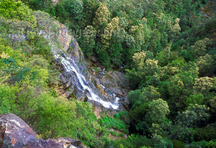 australia745: Blue Mountains, New South Wales, Australia: rainforest near Wentworth Falls - photo by G.Scheer - (c) Travel-Images.com - Stock Photography agency - Image Bank