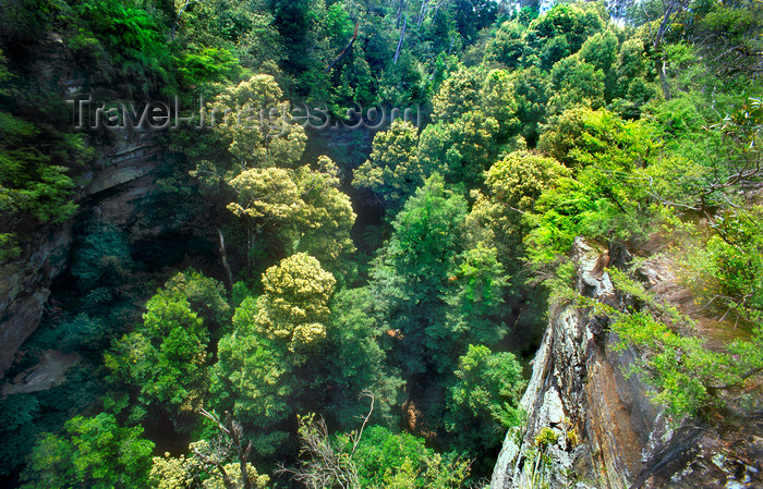 australia746: Blue Mountain, New South Wales, Australia: rainforest from above, Blue Mountains National Park - photo by G.Scheer - (c) Travel-Images.com - Stock Photography agency - Image Bank