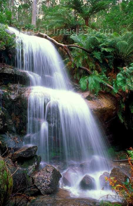 australia762: Mount Buangor State park, Victoria, Australia: Ferntree Falls - photo by G.Scheer - (c) Travel-Images.com - Stock Photography agency - Image Bank
