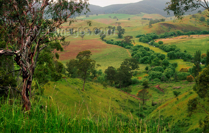 australia763: Gippsland , Victoria, Australia: landscape - photo by G.Scheer - (c) Travel-Images.com - Stock Photography agency - Image Bank