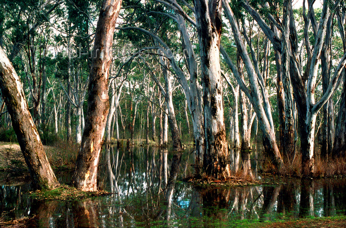 australia767: Grampians National Park, Victoria, Australia: trees in a swamp - eucalypti - photo by G.Scheer - (c) Travel-Images.com - Stock Photography agency - Image Bank