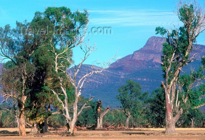 australia772: Grampians National Park, Victoria, Australia: Victoria Valley - eucalypti - photo by G.Scheer - (c) Travel-Images.com - Stock Photography agency - Image Bank