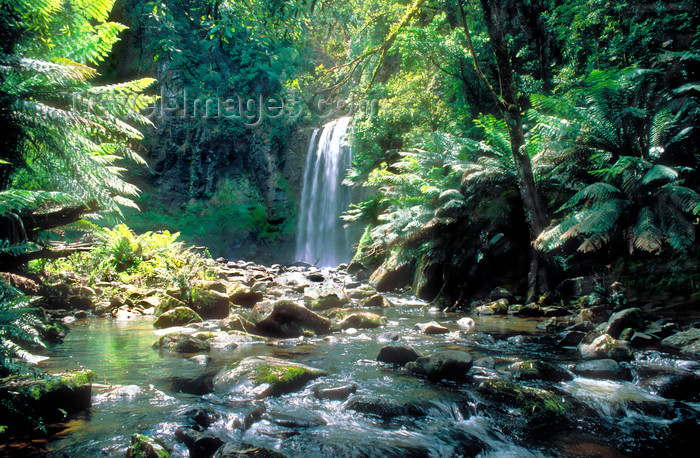 australia775: Beech Forest, Victoria, Australia: Hopetoun Falls - photo by G.Scheer - (c) Travel-Images.com - Stock Photography agency - Image Bank