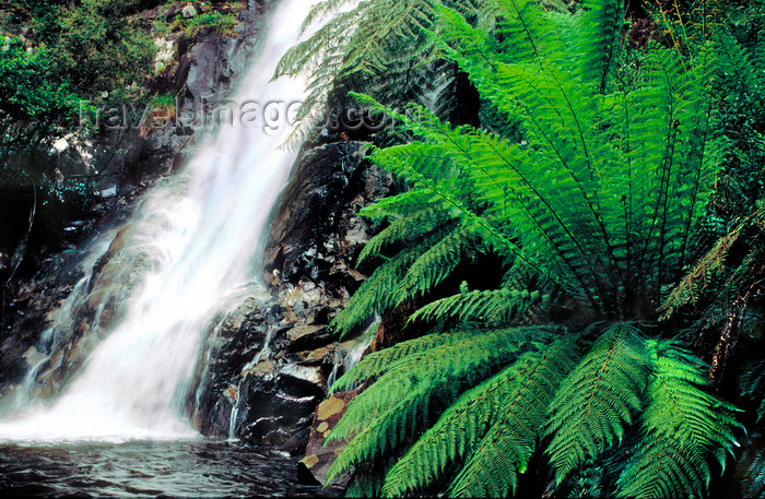 australia796: Marysville , Victoria, Australia: Steavensons Falls - photo by G.Scheer - (c) Travel-Images.com - Stock Photography agency - Image Bank