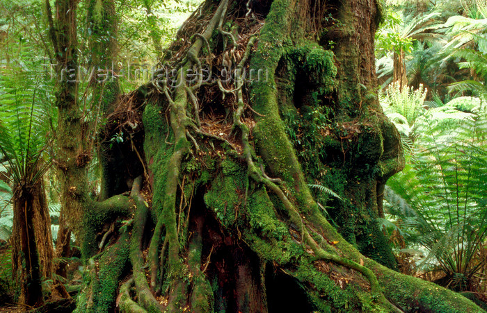 australia800: Tarra Bulga National Park, Victoria, Australia: forest tree - photo by G.Scheer - (c) Travel-Images.com - Stock Photography agency - Image Bank