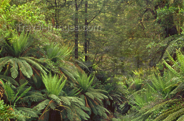 australia801: Tarra Bulga National Park, Victoria, Australia: ferns and dense vegetation - photo by G.Scheer - (c) Travel-Images.com - Stock Photography agency - Image Bank