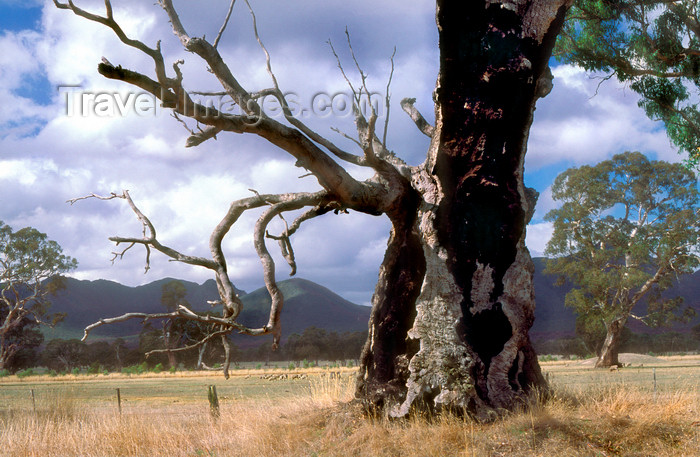 australia803: Grampians National Park, Victoria, Australia: Victoria Valley - dead tree - photo by G.Scheer - (c) Travel-Images.com - Stock Photography agency - Image Bank