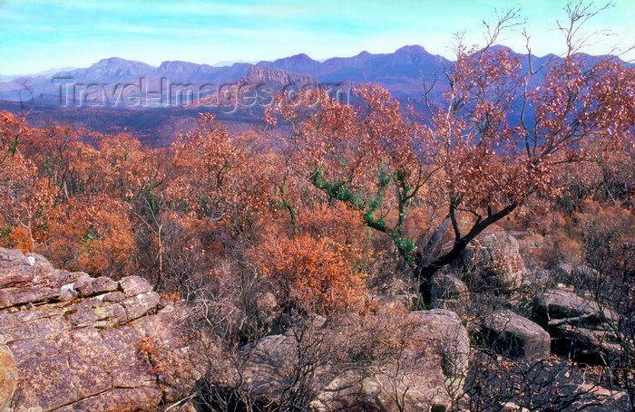 australia804: Grampians National Park, Victoria, Australia: view over the park from Mt. William - photo by G.Scheer - (c) Travel-Images.com - Stock Photography agency - Image Bank