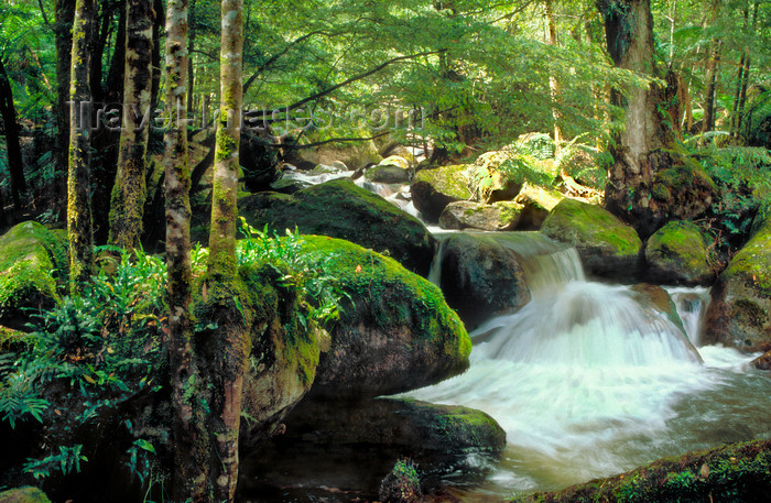 australia807: Yarra Ranges, Victoria, Australia: Yarra Ranges Cascades and forest - photo by G.Scheer - (c) Travel-Images.com - Stock Photography agency - Image Bank