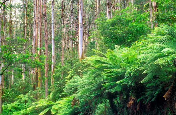 australia810: Yarra Ranges, Victoria, Australia: forest near Mt. Donna Bouang - photo by G.Scheer - (c) Travel-Images.com - Stock Photography agency - Image Bank