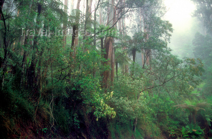 australia811: Yarra Ranges National Park, Victoria, Australia: rainforest - photo by G.Scheer - (c) Travel-Images.com - Stock Photography agency - Image Bank