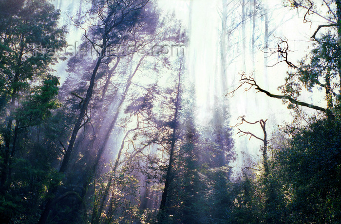 australia812: Yarra Valley National Park, Victoria, Australia: forest in fog - photo by G.Scheer - (c) Travel-Images.com - Stock Photography agency - Image Bank