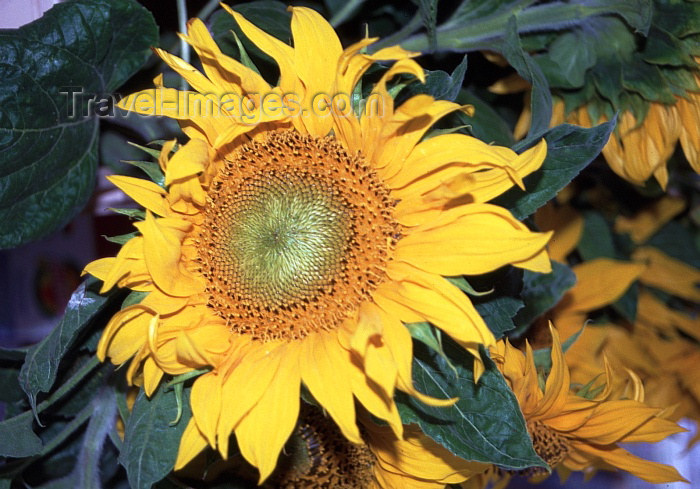 austria46: Austria - Dürnstein in der Wachau: sun-flower - Sonnenblume - Helianthus annuus (photo by F.Rigaud) - (c) Travel-Images.com - Stock Photography agency - Image Bank