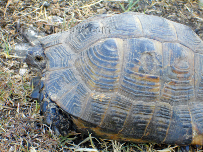 azer177: Sheki, Azerbaijan: tortoise on the outskirts of the town - aninal - reptile - fauna - turtle - photo by F.MacLachlan - (c) Travel-Images.com - Stock Photography agency - Image Bank