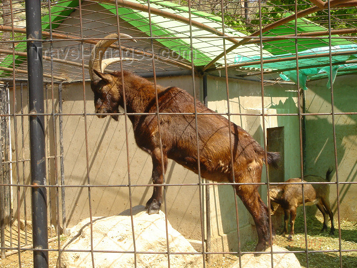 azer199: Azerbaijan - Altyaghach National Park, Xizi rayon: East Caucasian Tur - Capra cylindricornis - wild goat - Cennet Baghi resort - Altyaghaj - Altiagac - photo by N.Mahmudova - (c) Travel-Images.com - Stock Photography agency - Image Bank