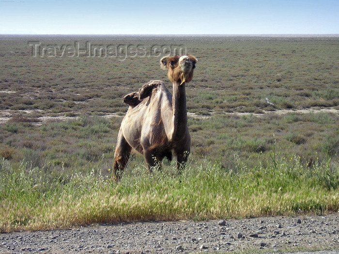 azer226: Azerbaijan - Salyan road - Salyan Rayonu: camel on the Kura plain - photo by F.MacLachlan - (c) Travel-Images.com - Stock Photography agency - Image Bank