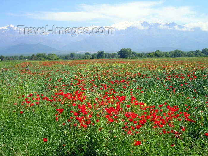 azer250: Azerbaijan - road to Sheki: mountains and poppies (photo by F.MacLachlan) - (c) Travel-Images.com - Stock Photography agency - Image Bank