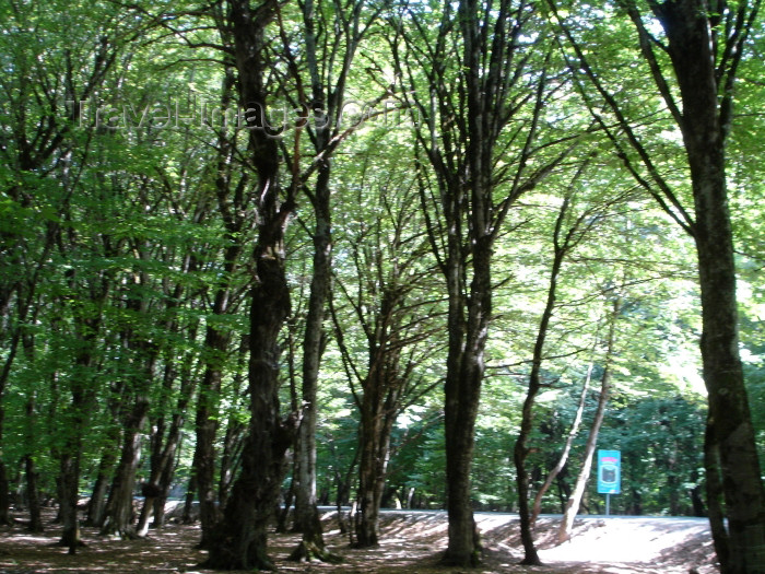 azer261: Azerbaijan - Sheki: woods - forest - trees (photo by R.Khalilov) - (c) Travel-Images.com - Stock Photography agency - Image Bank