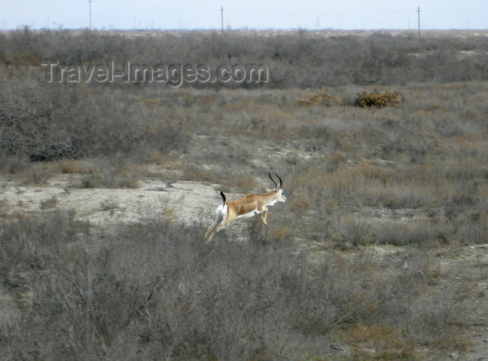 azer66: Azerbaijan - Salyan rayon: Shirvan National Reserve / Shirvan Nature Reserve / Shirvan National Park / Sirvan dövlat qorugu - Goitered Gazelle, aka Jeyran - Jeiran - Gazella subgutturosa at the entrance - fauna - wildlife of the Caucasus - photo by F.MacL - (c) Travel-Images.com - Stock Photography agency - Image Bank