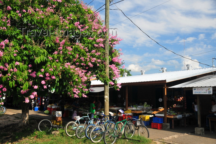 belize11: Belmopan, Cayo, Belize: market square - stalls, bikes and flowering tree - photo by M.Torres - (c) Travel-Images.com - Stock Photography agency - Image Bank