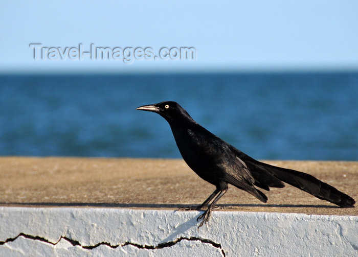 belize128: Belize City, Belize: black bird near Fort George lighthouse - photo by M.Torres - (c) Travel-Images.com - Stock Photography agency - Image Bank