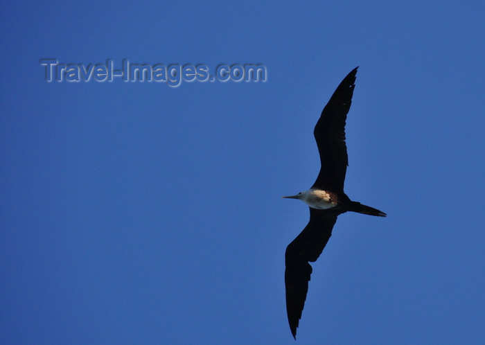 belize133: Belize City, Belize: female Magnificent Frigatebird in flight - Fregata magnificens - photo by M.Torres - (c) Travel-Images.com - Stock Photography agency - Image Bank