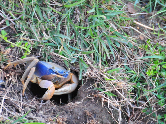 belize135: Belize City, Belize: blue crab near it's burrow - photo by M.Torres - (c) Travel-Images.com - Stock Photography agency - Image Bank