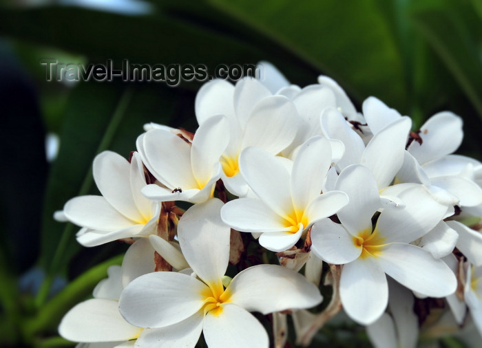 belize140: Belize City, Belize: frangipani flowers on Regent st - plumeria - photo by M.Torres - (c) Travel-Images.com - Stock Photography agency - Image Bank