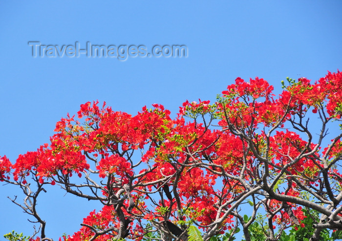 belize148: Belize City, Belize: Flamboyant tree at St. John's Cathedral - Royal Poinciana - Delonix regia - red Gulmohar flowers - photo by M.Torres - (c) Travel-Images.com - Stock Photography agency - Image Bank