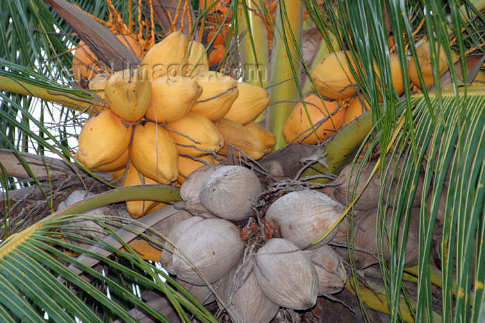 belize21: Belize / Belice - San Pedro - Ambergris Caye, Belize District: two generations of coconuts - cocos - photo by C.Palacio - (c) Travel-Images.com - Stock Photography agency - Image Bank
