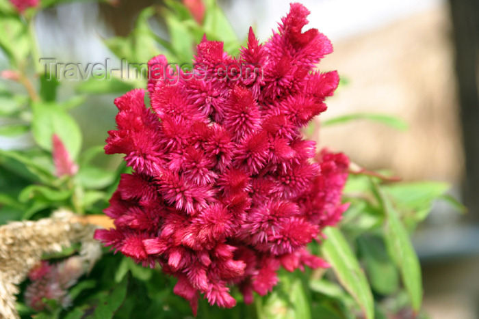 belize26: Belize - Seine Bight, Placencia peninsula, Stann Creek District: Burgunday flowers - photo by Charles Palacio - (c) Travel-Images.com - Stock Photography agency - Image Bank