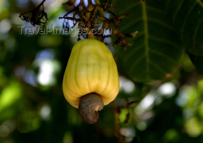 belize27: Belize - Hopkins, Stann Creek District: cashew fruit and nut - noz de caju - Anacardium occidentale - photo by C.Palacio - (c) Travel-Images.com - Stock Photography agency - Image Bank