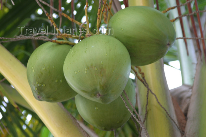 belize30: Belize - Seine Bight: coconuts - photo by Charles Palacio - (c) Travel-Images.com - Stock Photography agency - Image Bank