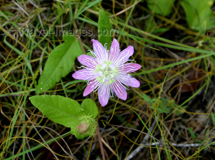 belize37: Belize - Seine Bight: lavender kiss - flower - photo by Charles Palacio - (c) Travel-Images.com - Stock Photography agency - Image Bank