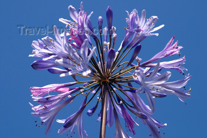 belize38: Belize - Seine Bight: lavendar passion flower - photo by Charles Palacio - (c) Travel-Images.com - Stock Photography agency - Image Bank