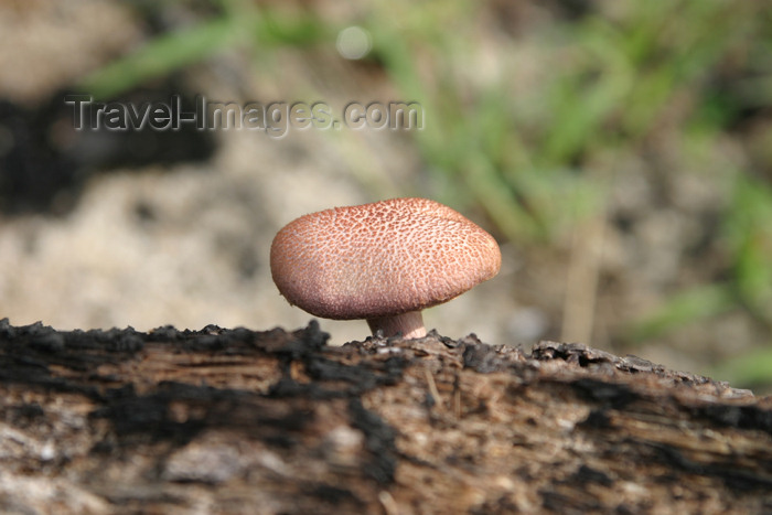 belize45: Belize - Seine Bight: mushroom - cogumelo - Bolet - Svampe - Pilze - Fungo - Fungi - Champignon - Gomba - Paddestoel - Grzyby - sienet - Svampar - Mantar - tchampion - Senes - photo by Charles Palacio - (c) Travel-Images.com - Stock Photography agency - Image Bank