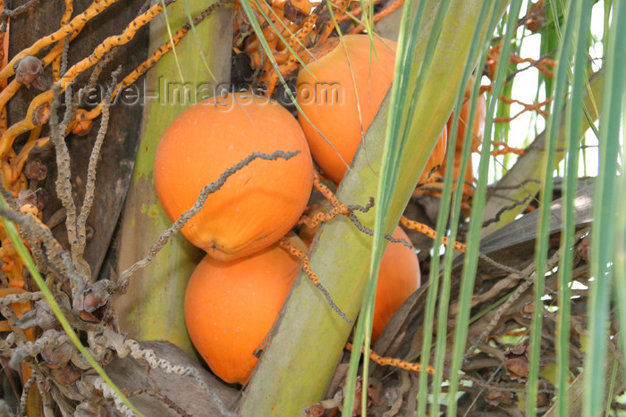 belize48: Belize - Caye Caulker: orange coconuts - photo by C.Palacio - (c) Travel-Images.com - Stock Photography agency - Image Bank