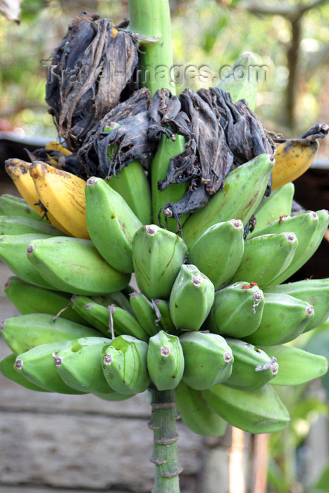 belize50: Belize - Cayo district:: bananas - platanos - photo by C.Palacio - (c) Travel-Images.com - Stock Photography agency - Image Bank