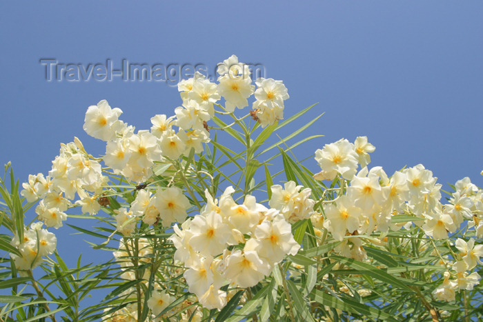 belize58: Belize - Caye Caulker: spring flowers - photo by C.Palacio - (c) Travel-Images.com - Stock Photography agency - Image Bank