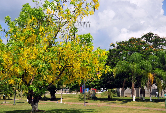 belize7: Belmopan, Cayo, Belize: garden with yellow Flamboyant tree, flavida - Royal Poinciana - Delonix regia - Belmopan is nicknamed the 'Garden City' - photo by M.Torres - (c) Travel-Images.com - Stock Photography agency - Image Bank