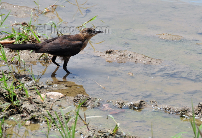 belize88: San Ignacio, Cayo, Belize: bird looking for food in the Macal River - photo by M.Torres - (c) Travel-Images.com - Stock Photography agency - Image Bank