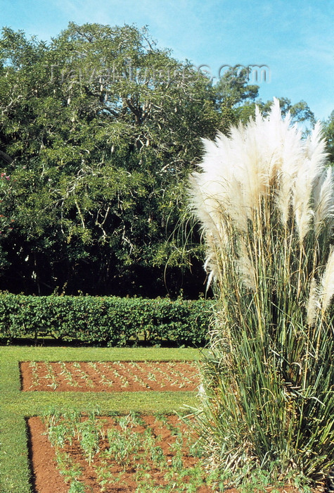 bermuda16: Bermuda - Paget: lush growth - Botanical gardens - South Shore Rd. - Tourist Attractions - John Lennon visited the gardens in 1980 and named his subsequent album ‘Double Fantasy’ after a flower he saw here - photo by Galen R. Frysinger - (c) Travel-Images.com - Stock Photography agency - Image Bank